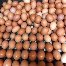 Fresh Eggs from Our Farm