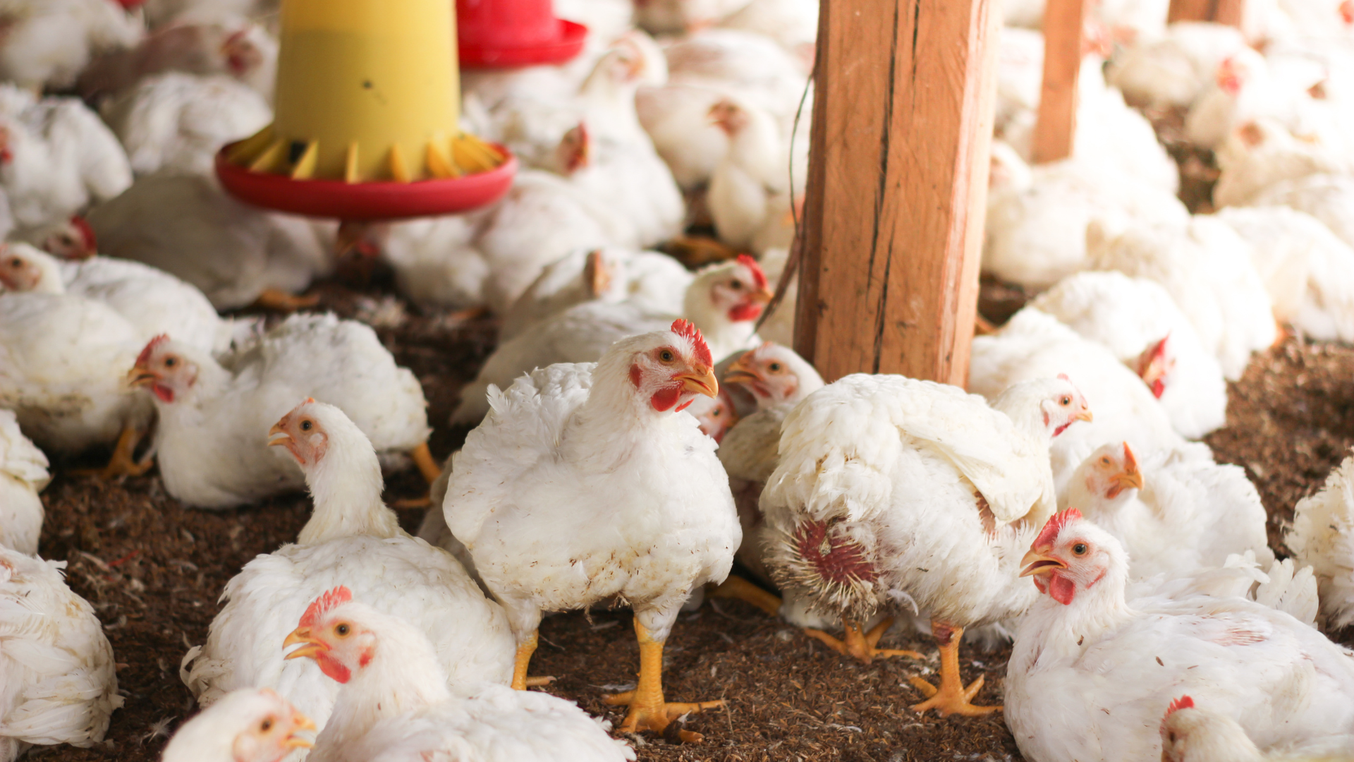 Happy Chickens